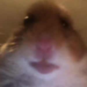 Meet your Posher, Luis